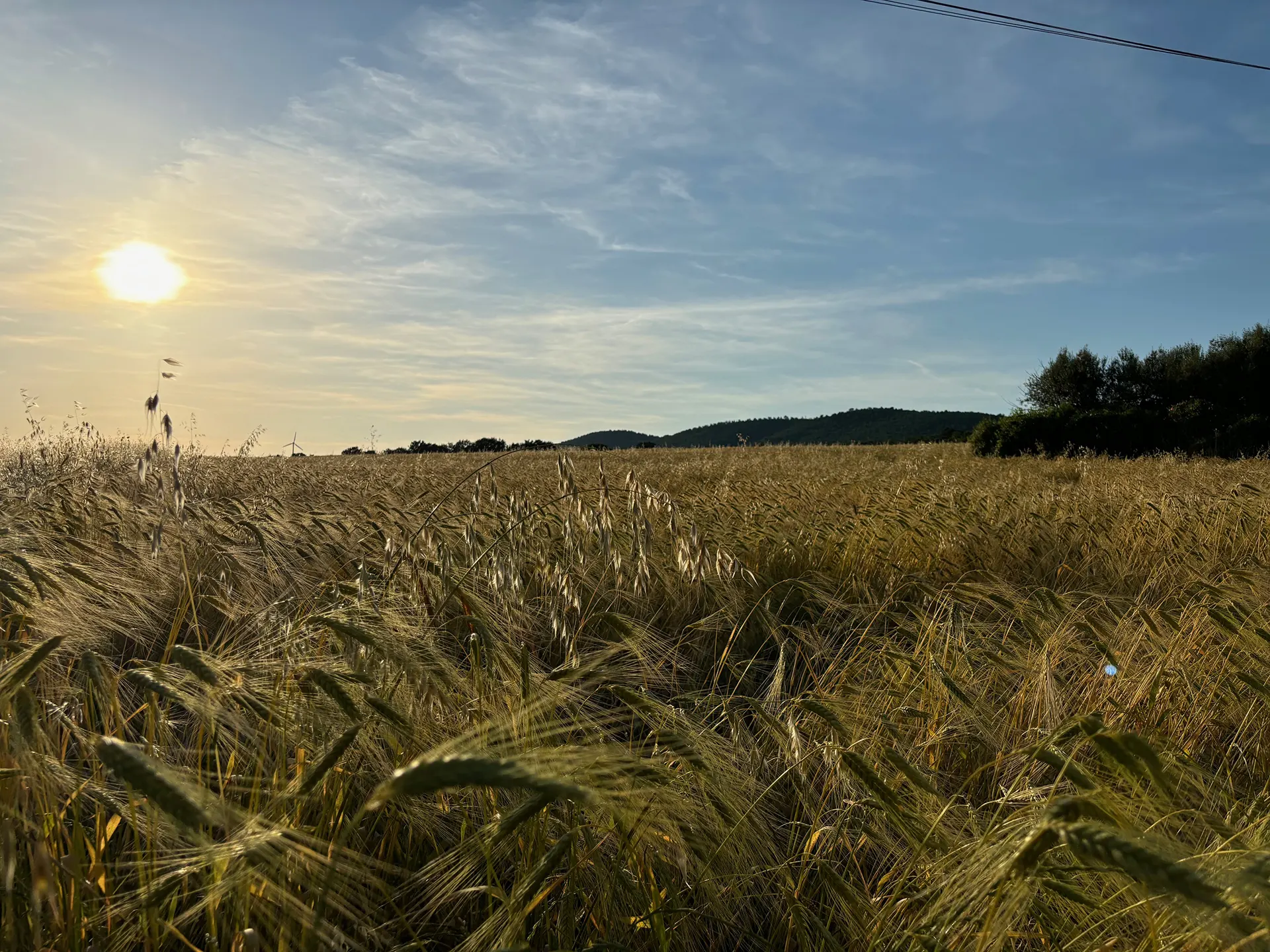 Farro Biologico Italiano Borgo Podernovo